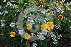 Tagetes patula \'Marietta\' and Lobularia maritima bloom in October. Berlin, Germany