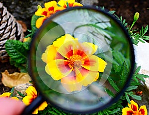 Tagetes patula nana durango bee under magnifying glass