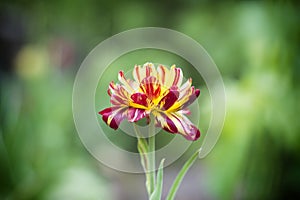 Tagetes red yellow with green leaves