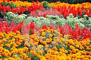 Tagetes and salvia in flowerbed