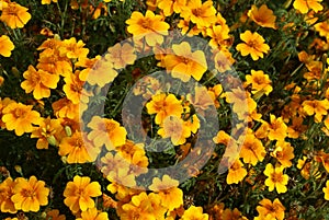 Tagetes tenuifolia flowers growing in a garden