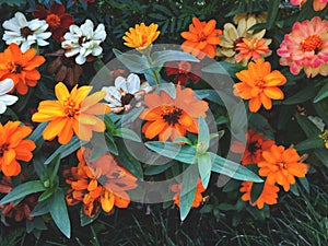 Tagetes tenuifolia, the signet marigold or golden marigold. Flowers