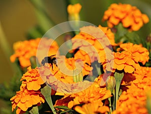 Tagetes, a variety of flowers bonanza deep orange