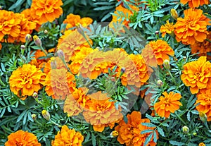 Tagetes, a variety of flowers Bonanza Deep Orange, symbol of health and longevity