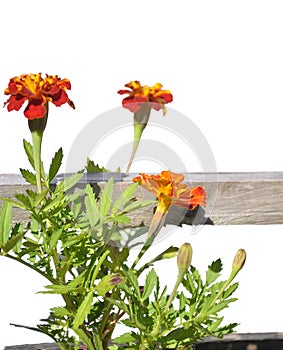 Tagetes in wooden tub isolated