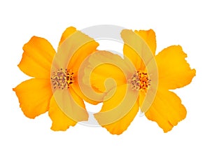 Tagetes