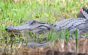 Tagged American Alligator for research in the Okefenokee Swamp National Wildlife Refuge in Georgia USA