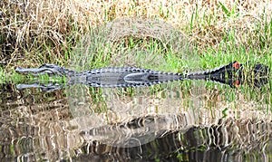 Tagged American Alligator for research in the Okefenokee Swamp National Wildlife Refuge in Georgia USA