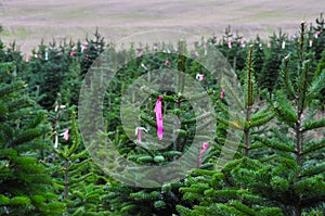 Tagged Christmas tree farm