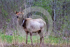 Tagged Elk in the Cataloochee