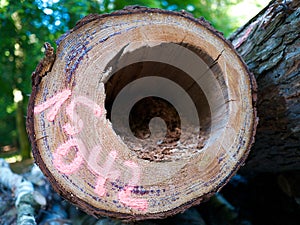 Tagged felling dead standing tree parasite vermin hole