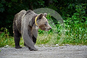 Tagged female brown bear