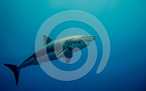 Tagged great white shark in the blue ocean