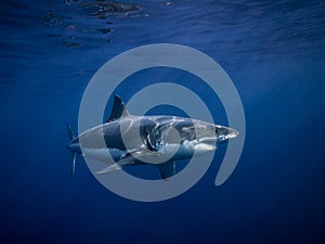 Tagged great white shark in the blue ocean under sun rays