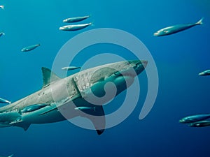 Tagged great white shark swimming against tide photo