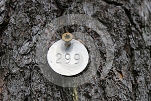 Tagged Pine Tree