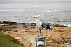 Tagged seagull in South Africa