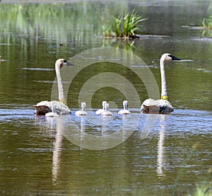 Tagged Trumpeter Swans and Cygnets  1