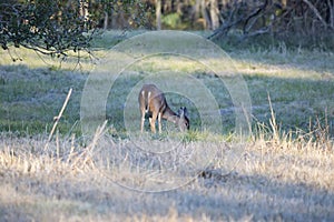 Tagged White-Tailed Deer Foraging