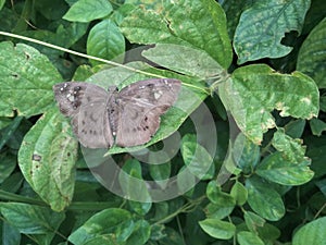 Tagiades japetus, Common Snow Flat Butterfly on the Field