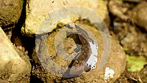 Tagiades menaka butterfly puddling on the ground