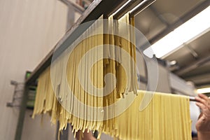 Tagliatelle pasta hanging to dry photo