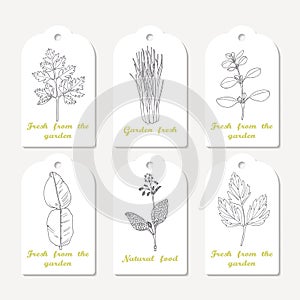 Tags collection with hand drawn spicy herbs. Sketched chervil, lovage, lemongrass, marjoram, kaffir lime, borage