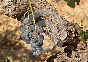 Tags of ripened grapes growing in a winery in Napa Valley