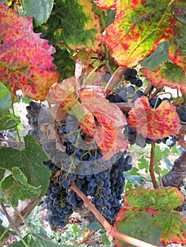 Tags of ripened grapes growing in a winery in Napa Valley