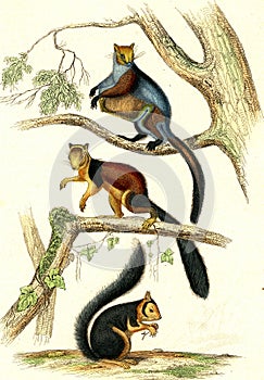 Taguan, The great squirrel of the coast of Malabar, The Squirrel of Madagascar, vintage engraving photo