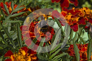 Bumblebee on a flower French marigold photo