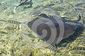 Tahaa, french polynesia