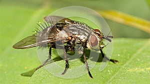 tahina fly on a leaf close up