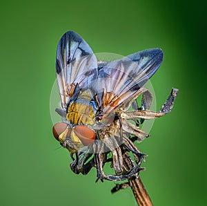 Tahina fly sits on bud of dried plants