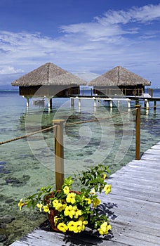 Tahiti - French Polynesia - South Pacific photo