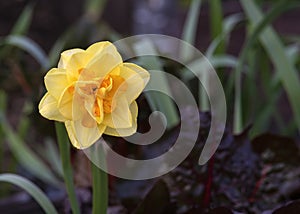 Tahiti narcissus daffodil