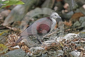 Tahitiaanse Patrijsduif, Polynesian Ground-Dove, Alopecoenas erythropterus
