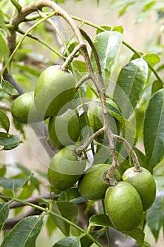Tahitian Apples