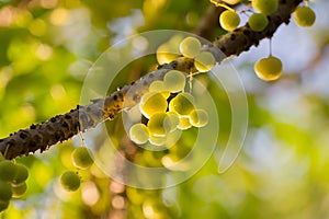 Tahitian gooseberry photo