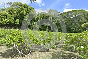 Tahitian monoi flower garden