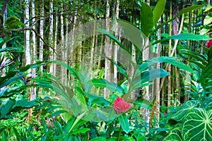 Tahitian red ginger plant