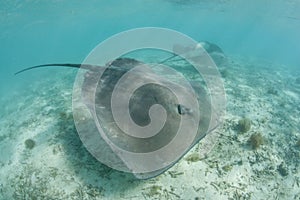 Tahitian Stingrays