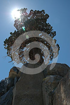 Tahoe Tree in Rock