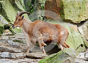 Tahrs are species of large Asian artiodacty