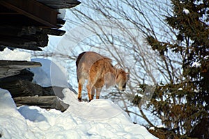 Tahrs are a species of large Asian artiodactyl ungulates