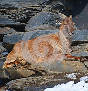 Tahrs are a species of large Asian artiodactyl ungulates