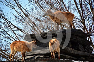 Tahrs are a species of large Asian artiodactyl ungulates