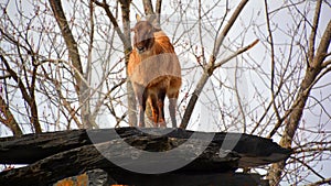 Tahrs are a species of large Asian artiodactyl ungulates