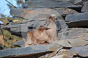 Tahrs are a species of large Asian artiodactyl ungulates