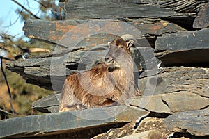 Tahrs are a species of large Asian artiodactyl ungulates